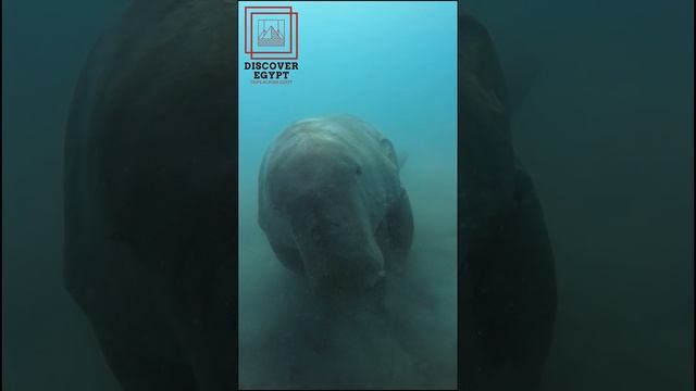 Dugong in Marsa Allam смотреть онлайн