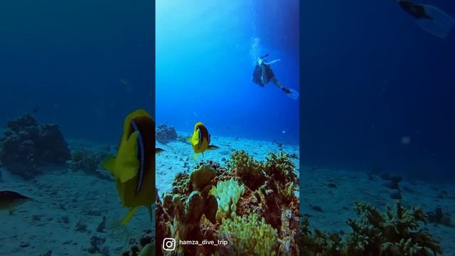 #redsea #egypt #travel #sea #hurghada #diving #sunrisegarden #scubagirls #summer #scubadiving смотреть онлайн