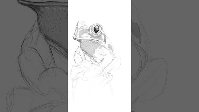 Frog in #procreate смотреть онлайн