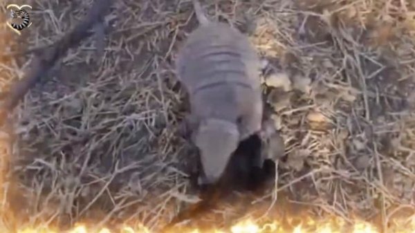 ЭТОТ ЖУК ОБОЖАЕТ СТРЕЛЯТЬ КИСЛОТОЙ в МОРДУ ПРОТИВНИКА , ЛЮБИТЕЛЬ ПОЕДАТЬ МУРАВЬЁВ