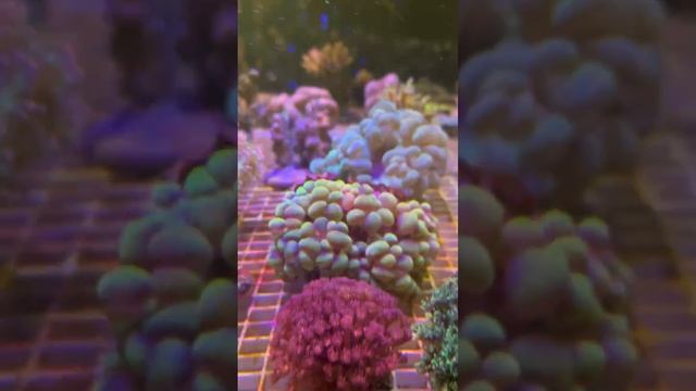 "Калипсо Аква" смотреть онлайн