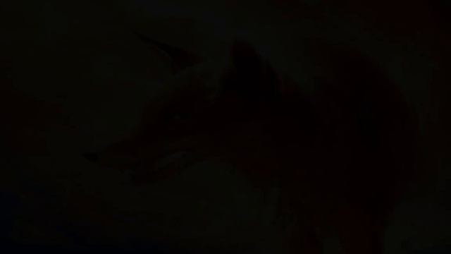 🎬Огненный лис 🎬Firefox телеканале Okko Приключения Документальный семейный Анонс фильма Film anno смотреть онлайн