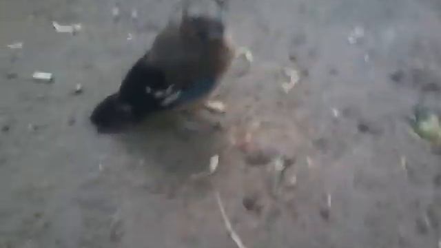 Сойка смотреть онлайн