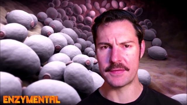 Candida and Endotoxemia смотреть онлайн