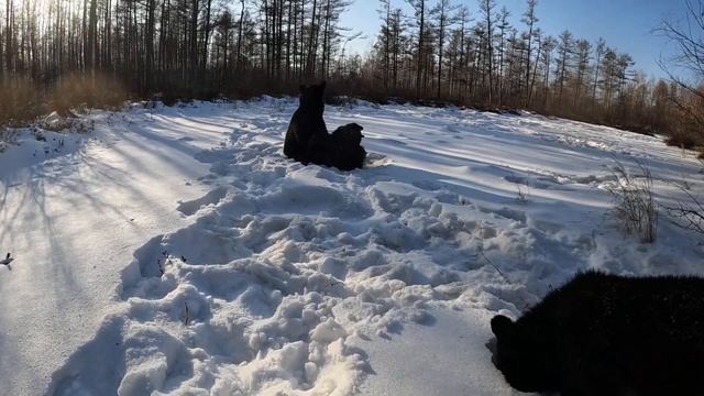 У медведей, ломать не строить. смотреть онлайн
