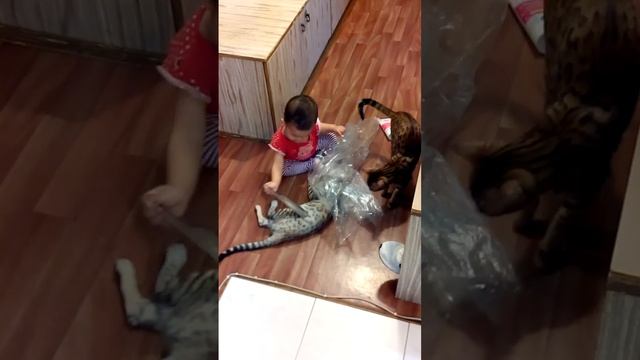 бенгальская кошка и ребенок - питомник кошек Lantana Fly  - 