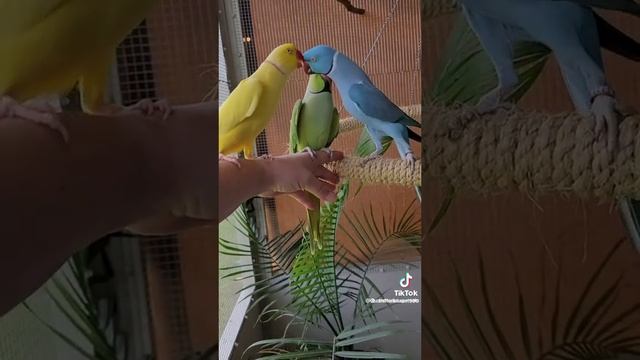 طيور جميلة جدا 🦜2023 смотреть онлайн