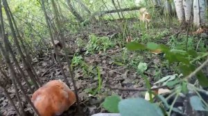 За 2 минуты - ведро грибов! Тихая охота за грибами! #тихаяохота