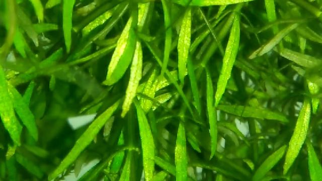 #Tropical fish #Neon Tetra, x-ray Tetra... смотреть онлайн