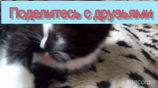 Мила смотреть онлайн
