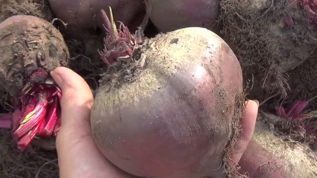 Сегодня уборка свеклы и моркови. смотреть онлайн