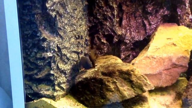 Aulonocara Jacobfreibergi Otter point смотреть онлайн