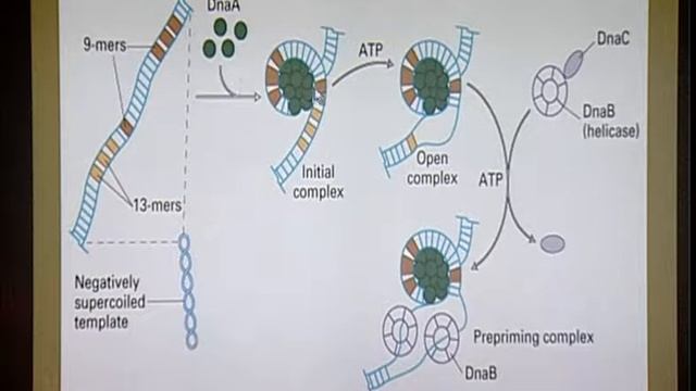 Replication of Chromosome and Cell Division Prokaryotic DNA Replication.mp4 смотреть онлайн