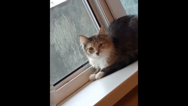 Всем! Доброго 🌞! С Вами ✍️ и 🦋 💖 приветствуем 🎶 в♾со🌎 Рictura-сериал ^Кошкин дом в Разцвете^125сери смотреть онлайн