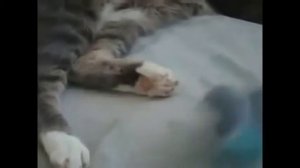 Коты и птицы  Cats and birds  Как коты уживаются с птицами  Прикольное видео!