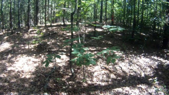 The lake property Perimeter Trail before maintenance смотреть онлайн