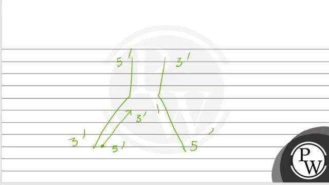 Leading strand during DNA replication is formed
(A) continuously.
(B) in short segments.
(C) fir... смотреть онлайн