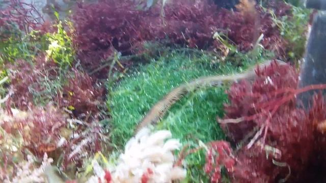 My new bobbit worm enters his home смотреть онлайн