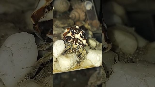 Your Shell Is Like Chocolate Cake | Hermit Crab, Kelomang Si Umang-umang