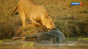 BBC: Серенгети 1 сезон 5 серия (документальный сериал, 2019)