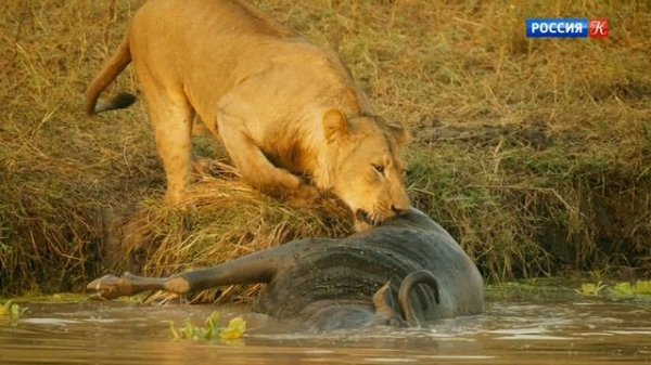 BBC: Серенгети 1 сезон 5 серия (документальный сериал, 2019)