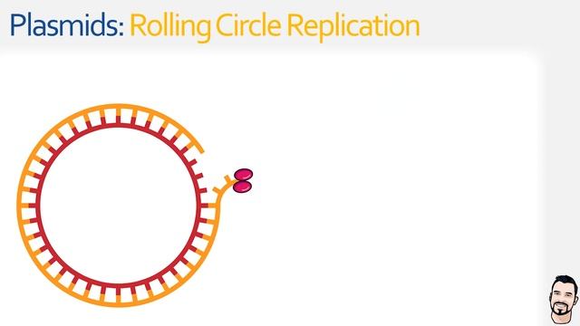 Rolling Circle Replication [Microbiology Basics]