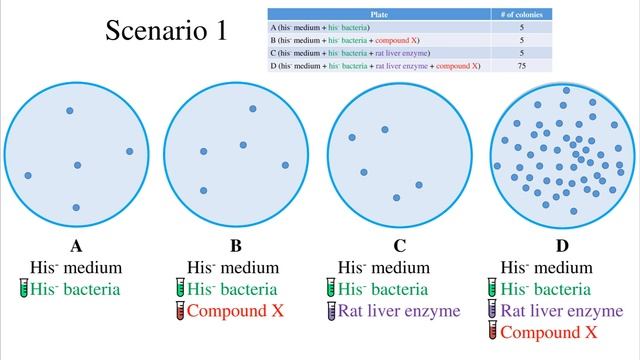 Ames Test for Mutagenicity смотреть онлайн