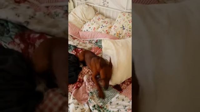 Моя собака нахулиганила и отмазывается. Зовут Зефир =) смотреть онлайн