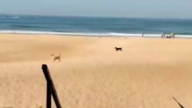 Chalston Beach 🏖️ Resort | Goa | North Goa | Calangute Beach смотреть онлайн