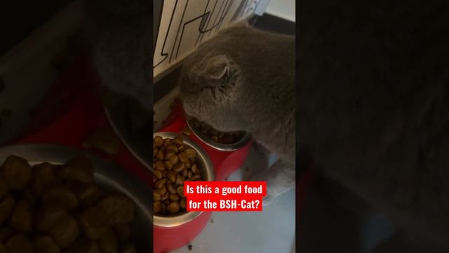 Is this a good food for the BSH-Cat? 🐱❤️ смотреть онлайн