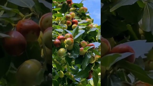 [Happy Everyday  Photography] #The Harvest Season Is Fruitful #May Everything Be Beautiful With You