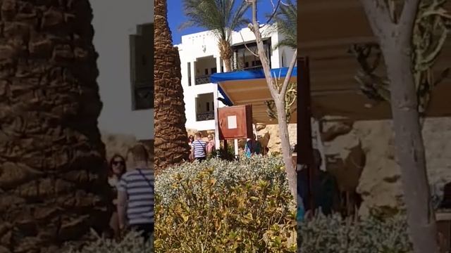 Галка на пляже в Шарм-Эль-Шейхе