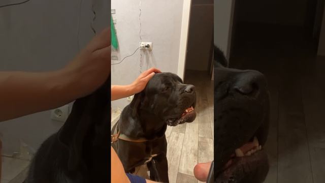 Гектор на кайфах под Мияги 😂🤪 #канекорсо смотреть онлайн