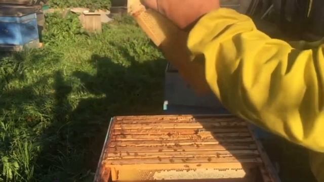 ЭКСПЕРИМЕНТ с банками не удался.. Слабая семья после зимовки,как сработала, смотрим.. смотреть онлайн