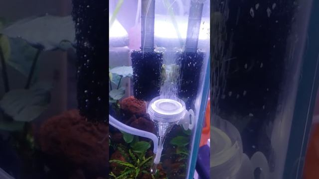 Co2 ceramic diffuser bubbling смотреть онлайн
