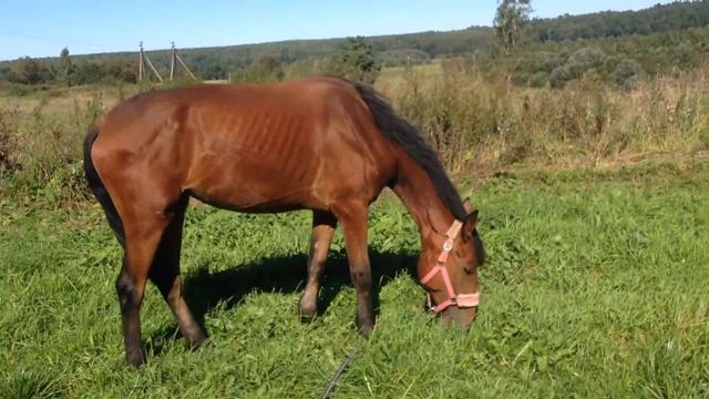 Радуга на выпасе (28.08.16) смотреть онлайн