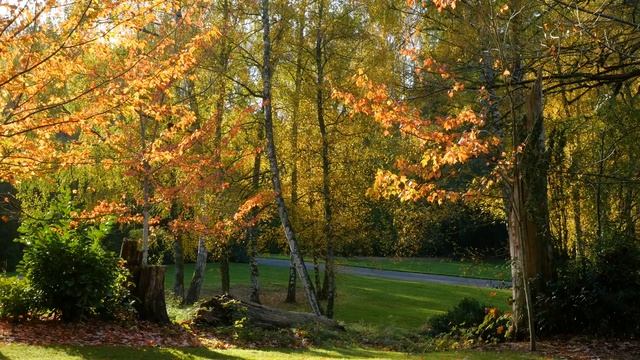 Autumn Foliage Relaxing Video with Soothing Music Beautiful Fall Short Preview смотреть онлайн
