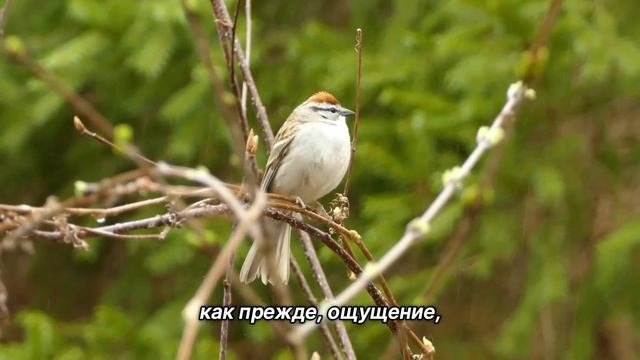 "Роль жертвы". 26 декабря. Мужество меняться. Ежедневник для созависимых. смотреть онлайн