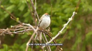 "Роль жертвы". 26 декабря. Мужество меняться. Ежедневник для созависимых.