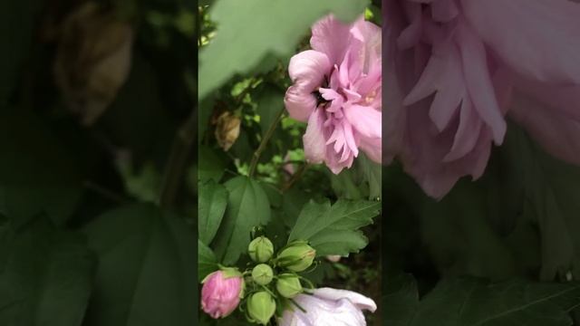 Come #Explore With Me! #bee #pollinating a #beautiful #flower смотреть онлайн