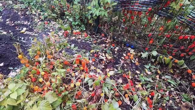 Как я выращиваю физалис смотреть онлайн