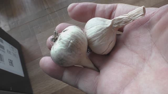 Выращивание ярового чеснока, практический опыт. смотреть онлайн