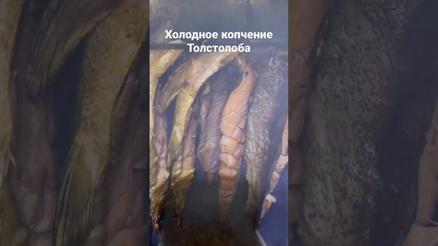 Холодное копчение толстолоба часть 3 #копчение #холодноекопчение #домашнеекопчение #толстолоб смотреть онлайн