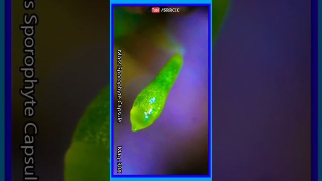Biology - Botany - Bryophyte - Moss Sporophyte Capsule Under Microscope. #bryophytes #moss #capsule
