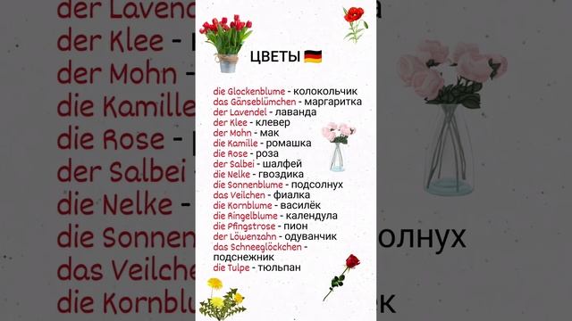 Цветы в немецком языке. смотреть онлайн