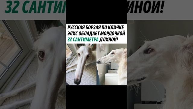 ГРАЦИОЗНАЯ СОБАКА ПУТИНА смотреть онлайн