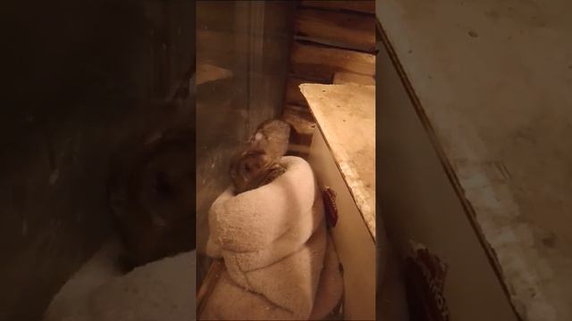 начал зомби апокалипсис мы чуть не умерли 😱😱 смотреть онлайн