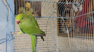 Ожереловый попугай - новый житель берлоги