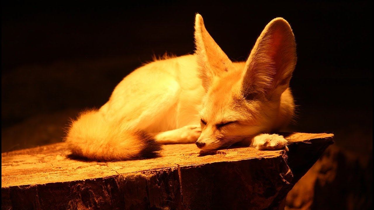 Самые Необычные и Удивительные Животные/Часть1 смотреть онлайн