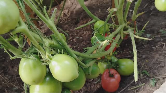 388) Томат сорта "друзья товарищи" в теплице. Август 2024 год Обзор. смотреть онлайн